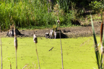 Image showing swamp, the end of summer  