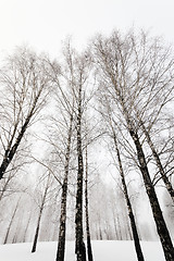 Image showing winter time   with snow