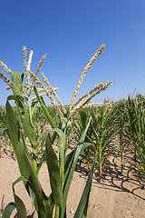 Image showing Corn field, summer 