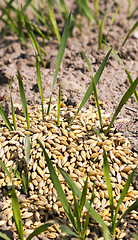 Image showing field with cereals 