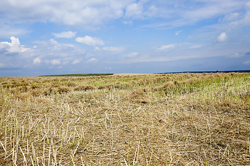 Image showing harvesting of rape  