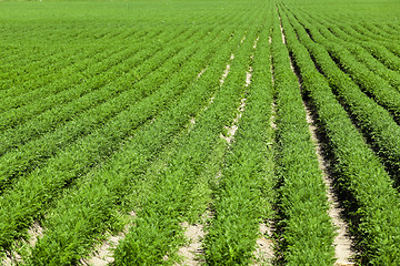 Image showing green carrot field  