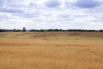 Image showing ripe wheat crop 