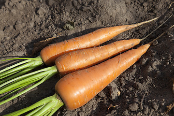 Image showing carrots in hand  