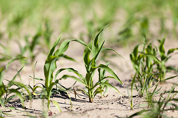 Image showing green corn. Spring  