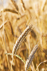 Image showing mature cereal , close-up 