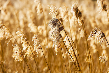 Image showing dry grass autumn  