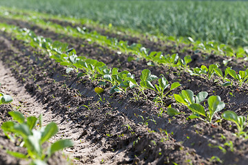 Image showing Field with cabbage  