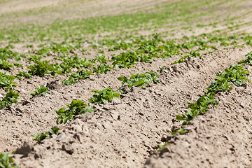 Image showing Field with potato  