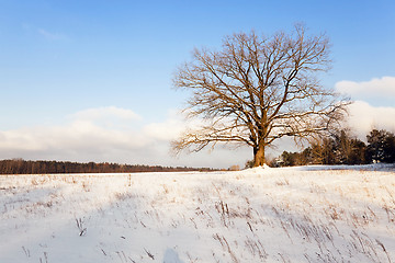 Image showing trees in winter  