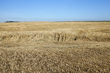 Image showing agricultural field with cereal  