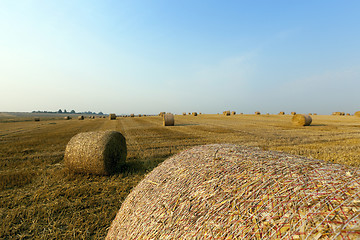 Image showing haystacks in a field of straw  