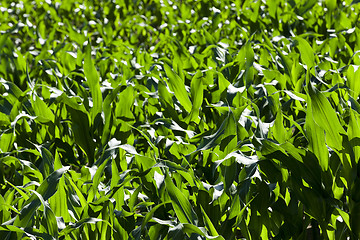 Image showing Green corn field  