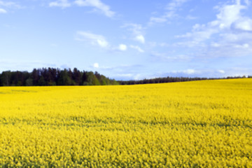 Image showing rapeseed field in the summer  