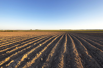 Image showing potato field ,  Belarus