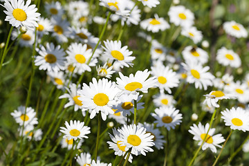 Image showing daisy flowers , summer time