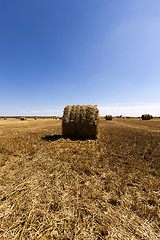 Image showing haystacks straw lying in the agricultural field after harvesting cereal