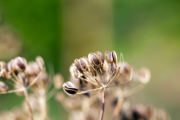 Image showing mature dill close-up 