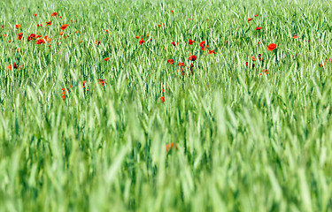 Image showing blooming red poppies  