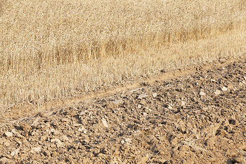 Image showing ripe wheat crop  