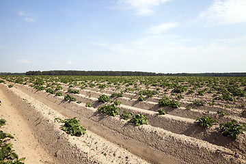 Image showing Potatoes in the field  