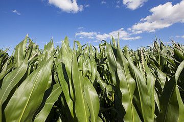 Image showing corn field, agriculture 
