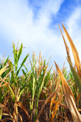 Image showing Field with corn  