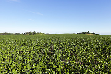 Image showing Field with corn  