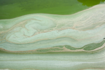 Image showing Water in the swamp  