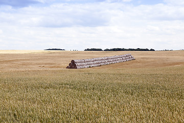 Image showing gathering the wheat harvest  