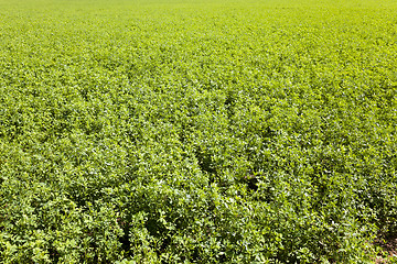 Image showing green cereals , spring