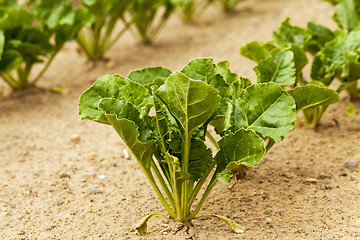 Image showing Field with sugar beet  