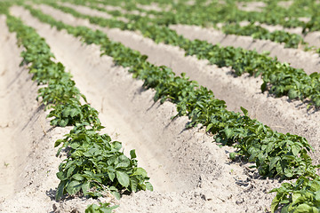 Image showing Agriculture,   potato field  