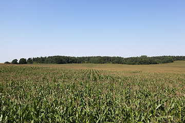 Image showing Field with corn  