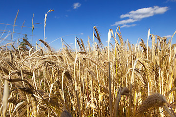 Image showing ripe yellow cereals  