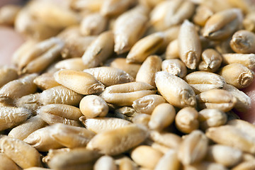 Image showing wheat, close up  