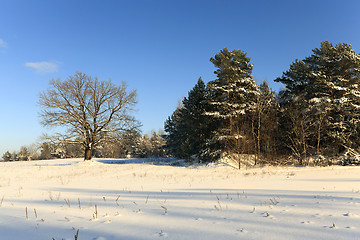 Image showing trees in winter  