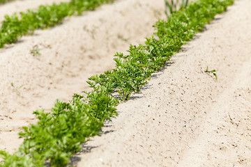 Image showing Field with carrot  