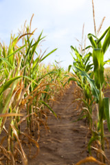 Image showing Green immature corn 