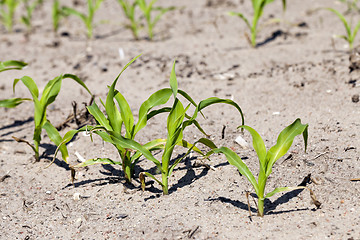 Image showing agricultural field with corn  