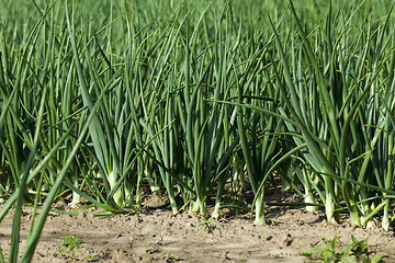 Image showing sprouts green onions  