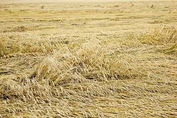 Image showing ripe yellow cereals  