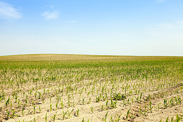 Image showing Corn field, summer  