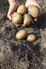 Image showing Potatoes in hand 