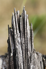Image showing old wood fracture  
