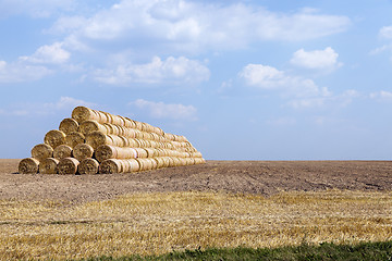 Image showing agricultural field with cereal 