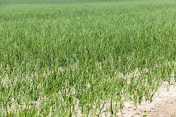 Image showing green onions in the field  