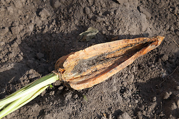 Image showing Carrots on the ground  