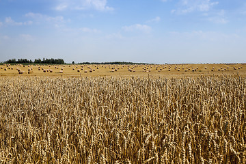 Image showing Photo agriculture, Europe  