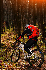 Image showing Cyclist Riding the Bike on a Trail in Summer Forest